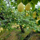 Pear Pear Wholesale Factory Directly Supply Sweet And Juicy China Fresh Ya Pear
