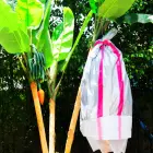 Banana Low Price Of Brand New Banana Protect Cover Protection Bags Fruit