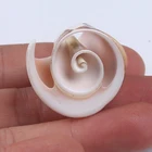 Sea Shell Fashion Bohemian Sea Beach Natural Shell Cowrie Shell For Bracelet Necklace Ewelry