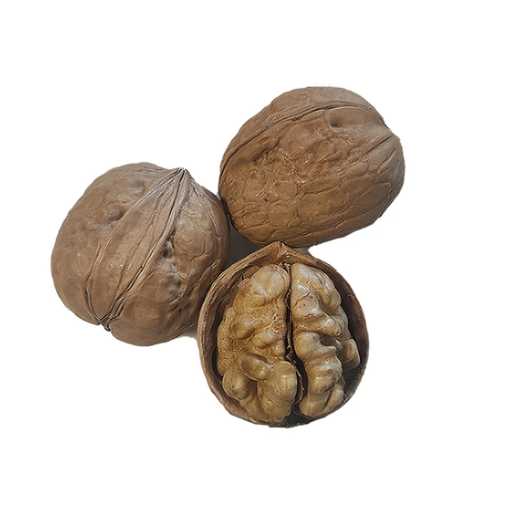 high quality export to korea walnut in shell