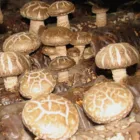 Mushrooms Mushroom Organic Shitake Mushrooms For Canned Shiitake Mushroom