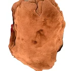Rex Rabbit Rex Rabbit Fur Pelt Skins Genuine Rex Rabbit Fur Skin Pelts Wholesale Price