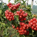 Flavor Bulk Natural Flavor Sodium Free 10% Hawthorn Vinegar Wholesale