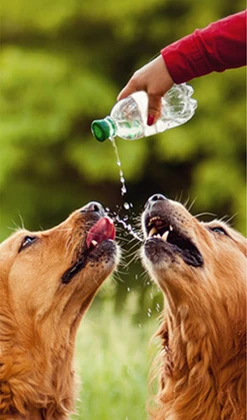 Pets drink directly easy to wet mouth