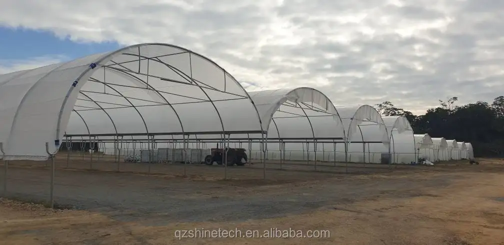 blueberry greenhouse