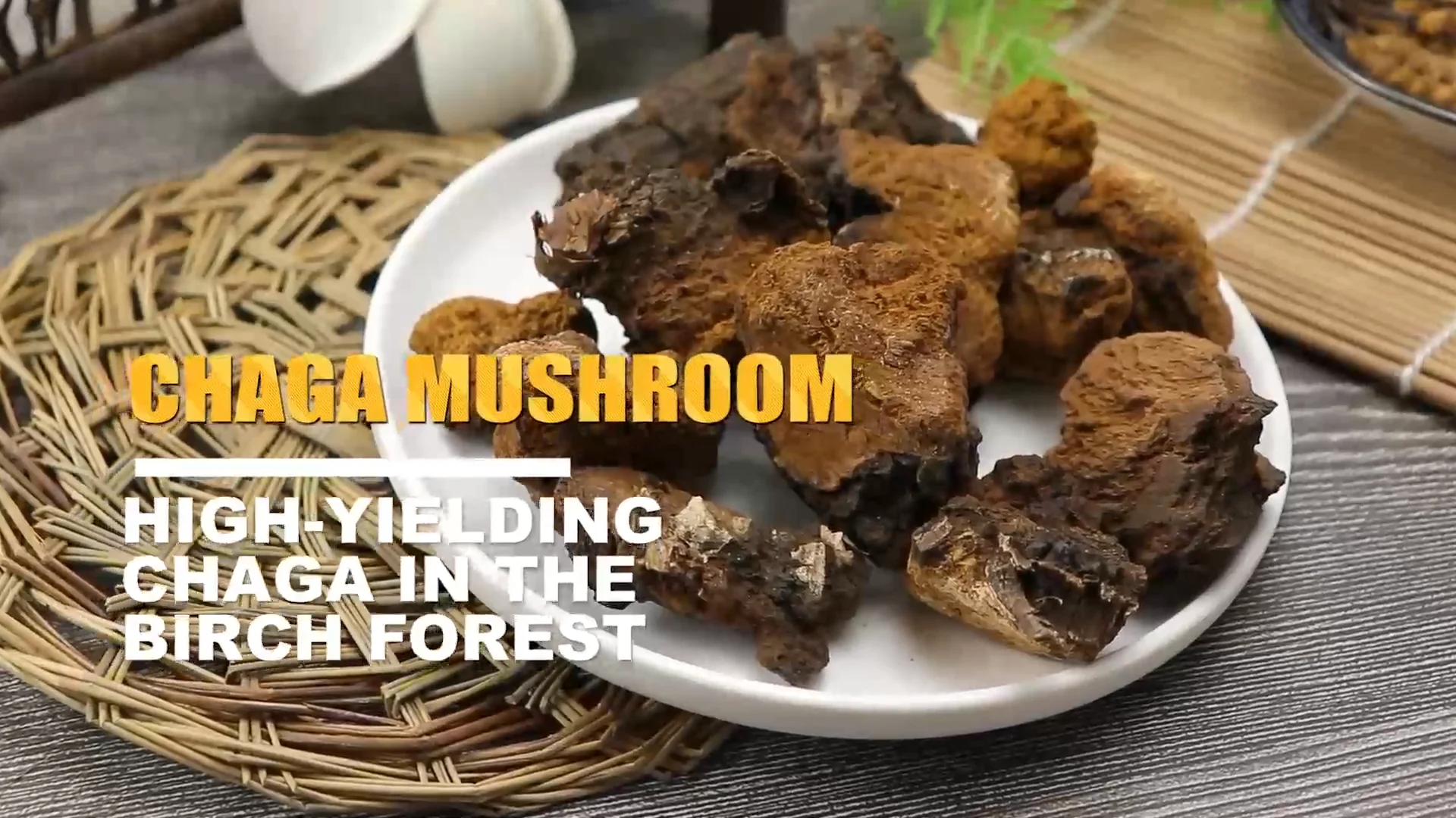 Inonotus Obliquus - Chaga - Siberian Ganoderma - Birch Mushroom