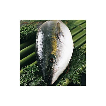 Supply different shapes wholesale frozen fish yellowtail fillet