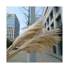 Wholesale 120cm Dried Fluffy Pampas Prundo Phragmites Natural Reeds Pampas Grass