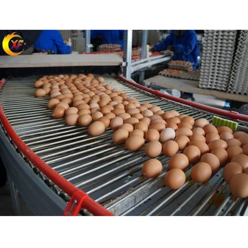 Poultry Breeding Egg Collection Belt Egg Collecting Equipment Layer Chicken Egg Collecting System