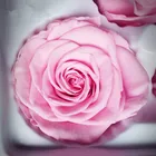 Day Preserved Roses 2020 Hot Sale A Grade 4-5 Cm Preserved Roses Head Box For Wedding And Valentin's Day