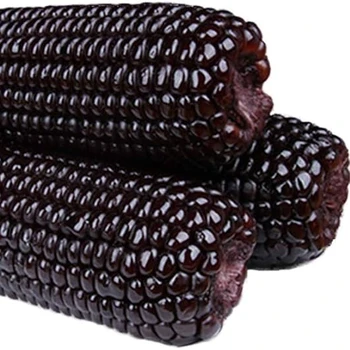 non-GMO fresh purple black corn waxy corn glutinous maize corn cob