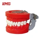 Model UMG Produce UM-A3 Standard Teeth Model Nissin