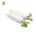 Cheap SML Fresh Radish Chinese White Radish Export With Competive Price