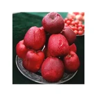 Apple Factory Direct Sale 60mm-75mm Delicious Apple Crunchy And Sweet Fresh Apple