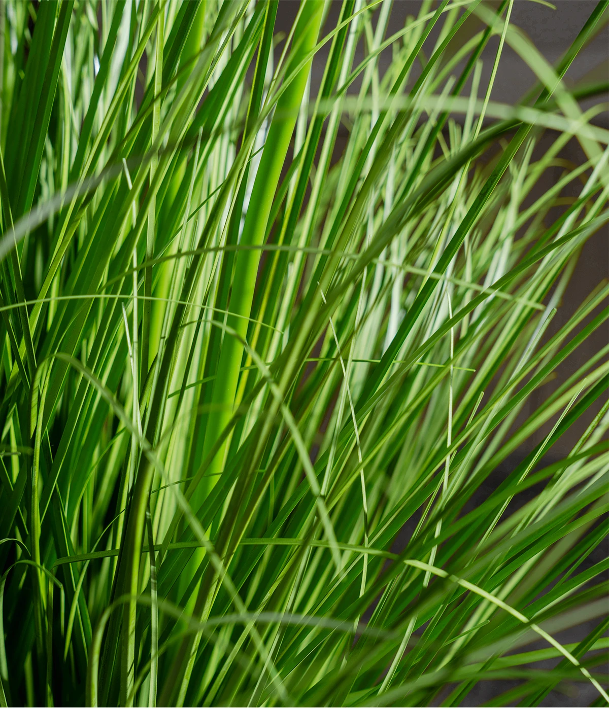 Natural Style Home Office Decor Artificial Plants Real Touch Reed Hydrangea Green Plastic Pot Outdoor Wedding Christmas Any supplier