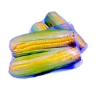 Corn Corn New Crop Yellow Corn For Animal Feed Fresh Sweet Corn Yellow Corn