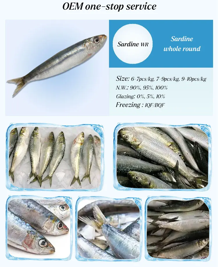 Wholesale Sardines Manufacturer 10kg Bulk Whole Round Bqf Bait Sardine