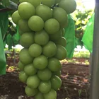 Grapes High Quality Delicious Sweet 95-100% Maturity Natural Class A Green Chinese Fresh Grapes
