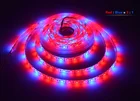 Led Light 5050 12v Strip Photosynthesis Of Plants Plant Led Light SMD 5050 12V Vegetables Led Strip