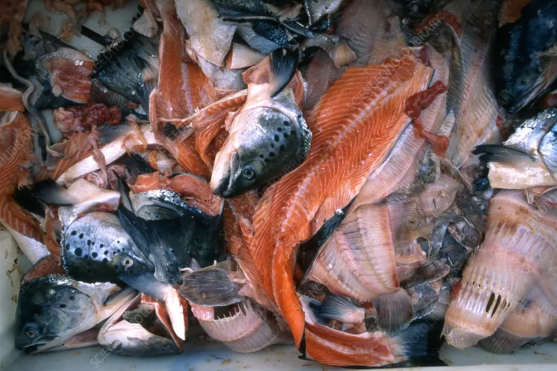 Fish processing waste.jpg