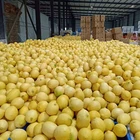Fruit Wholesale Price High Quality Fresh Citrus Fruit Fresh Lemon For Sale