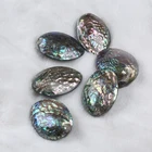 Shell Abalone 50-60mm Natural Polished Shell Natural Craft Abalone Shell