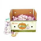 New Crop China Fresh White Garlic Chinese Garlic Wholesale Price