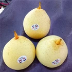 Pears 2020 New Hot Selling Ya Pears Fresh Pears From China For 2020
