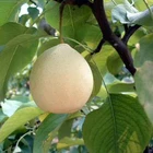 Pear Pear Pear-fresh Pear China Ya Pear Wholesale For Sale