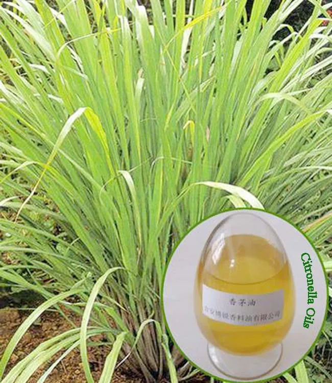 manufacturers citronella organic private label essential oils