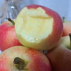 Apple Apple Manufacturer Price Top Quality Fresh Red Apple Royal Gala Apple