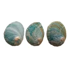 Abalone Wholesales Price 8-9.5 Cm Sheep's Ear's Abalone Shells Haliotis Ovina Australian Green Seashell For Decoration