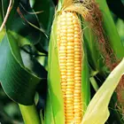Yellow Sweet Sweetsweet Good Taste Canned Yellow Sweet Corn