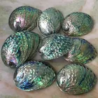 Shell Sea 7-15cm Abalone Shell For Sale Wholesale Nature Abalone Sea Shell