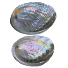 Abalone Shell CELION Factory Wholesale Hand Selected Abalone Shell Smudging Kit In Stock
