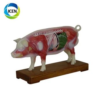 IN-502 Medical Cow Anatomic Acupuncture 3d animal model