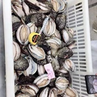 Abalone High Quality Durable Using Various Wholesale Frozen Abalone At Cheap Price