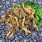 China China Professional Manufacture Natural Morel Morchella Mushrooms Organic Morels