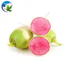 Seeds Hybrid Chinese Organic Vegetable Seeds F1 Under 100 Radish Carrot Hybrid Vegetable Plant