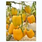 Seeds Sweet Pepper Seeds Blocky Hybrid F1 Red Bell Sweet Pepper Seeds For Sale