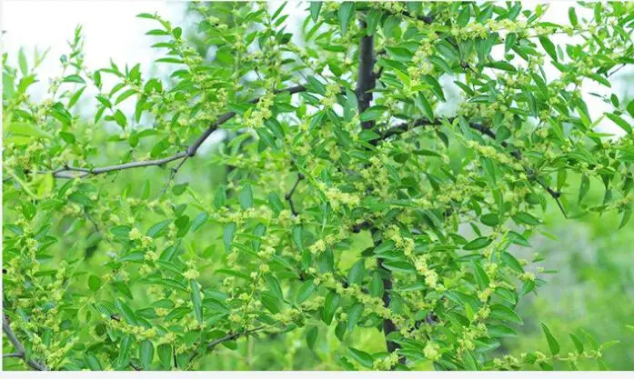 اليمن الشيفا سيدر العسل 500 غرام العسل الطبيعي النقي العسل الجيوبي 28 كجم