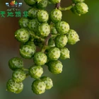 Pepper Dried Green Pepper High Quality And Cheap Price From Sichuan China