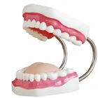 Model Dental Clinic Model Dental Study Large 28 Teeth Dental Care Model