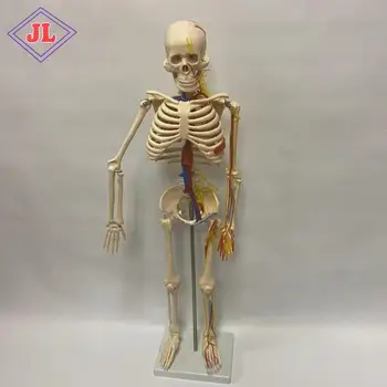 85cm medical  human body model skeleton with Nerves and Blood Vessels model of human anatomical teaching for school and hospital