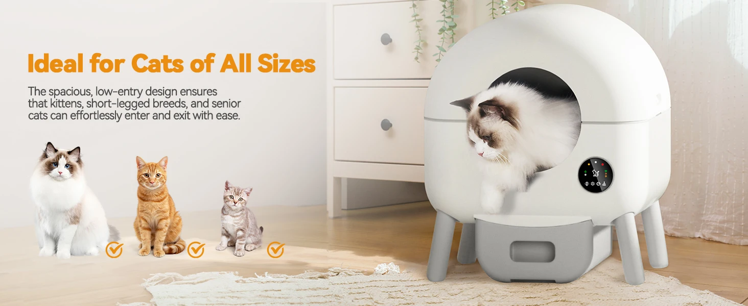 litter box