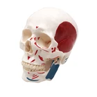 Muscle Model GelsonLab HSBM-065 Human Skull Model With Markings Muscle And Sutures Muscle Origins And Insertion