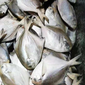 New product Frozen seafood Frozen White Pomfret hot selling in Bangladesh