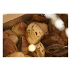 Wholesale Fresh Chilled Sea Shell Frozen Meat Baby Clam Made In Japan