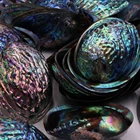 Abalone Shell Shells Festival Flash Sales 10-15 Cm Raw New Zealand Abalone Shell Burning Sage Abalone Shells Crafts