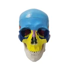 Model Medical Teaching Simulation Human Skeleton Model Color Skull